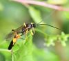 Diphyus quadripunctorius